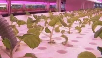 Small Space Growth 小空间培养